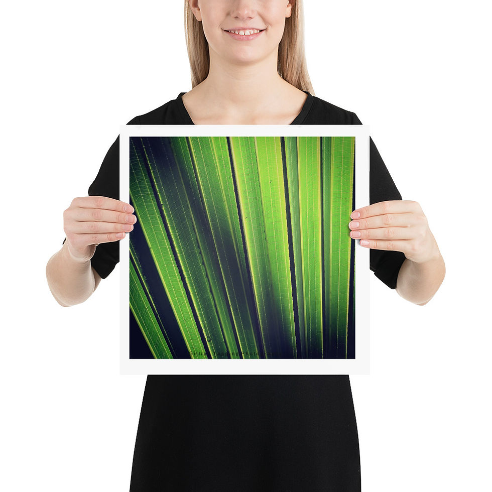 Thumbnail: High Contrast Abstract Leaf Photograph