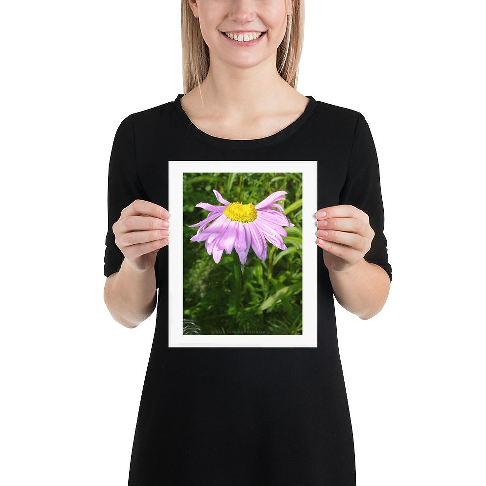 Thumbnail: Light Pink and Yellow Daisy unframed photograph