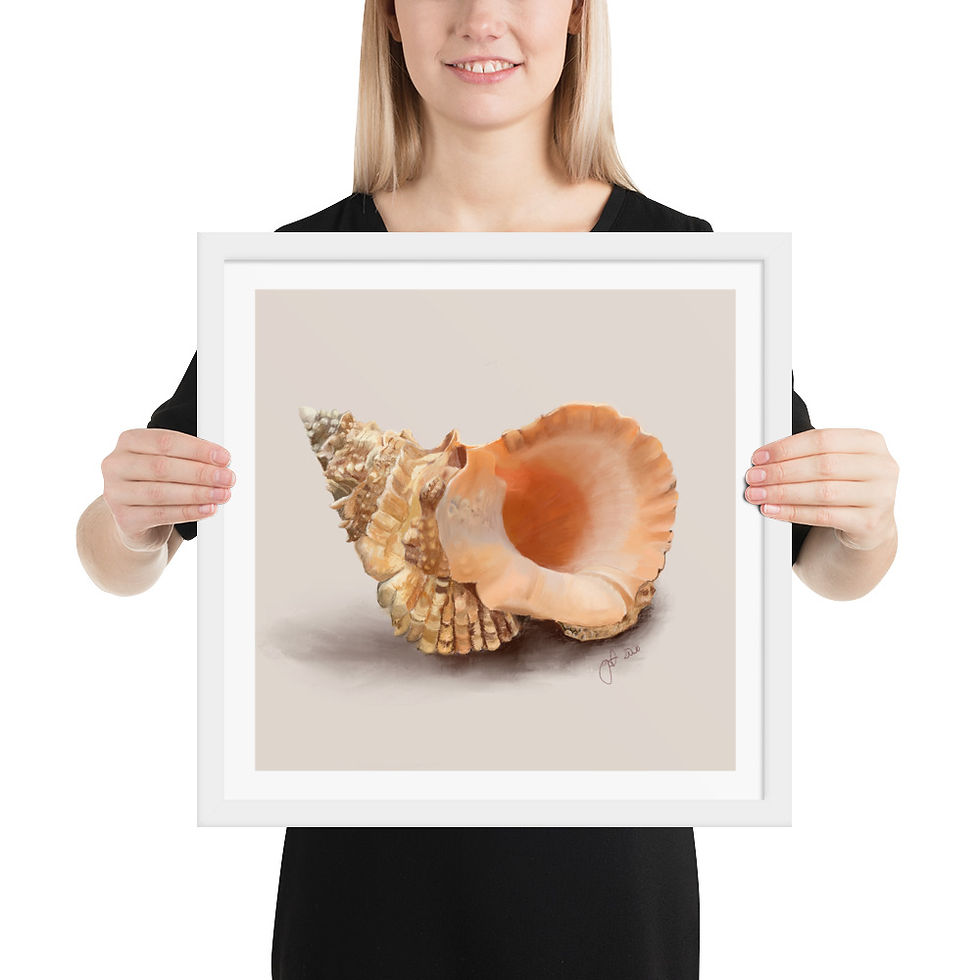 Thumbnail: Conch Shell framed drawing