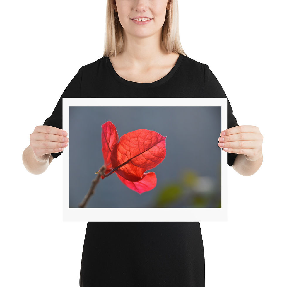 Red Leaf unframed photograph