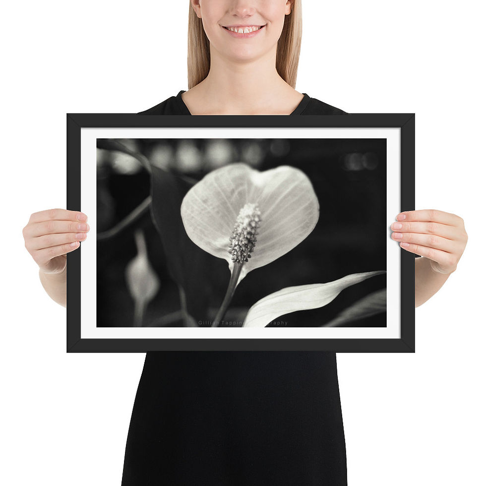 Peace Lily Landscape framed photograph