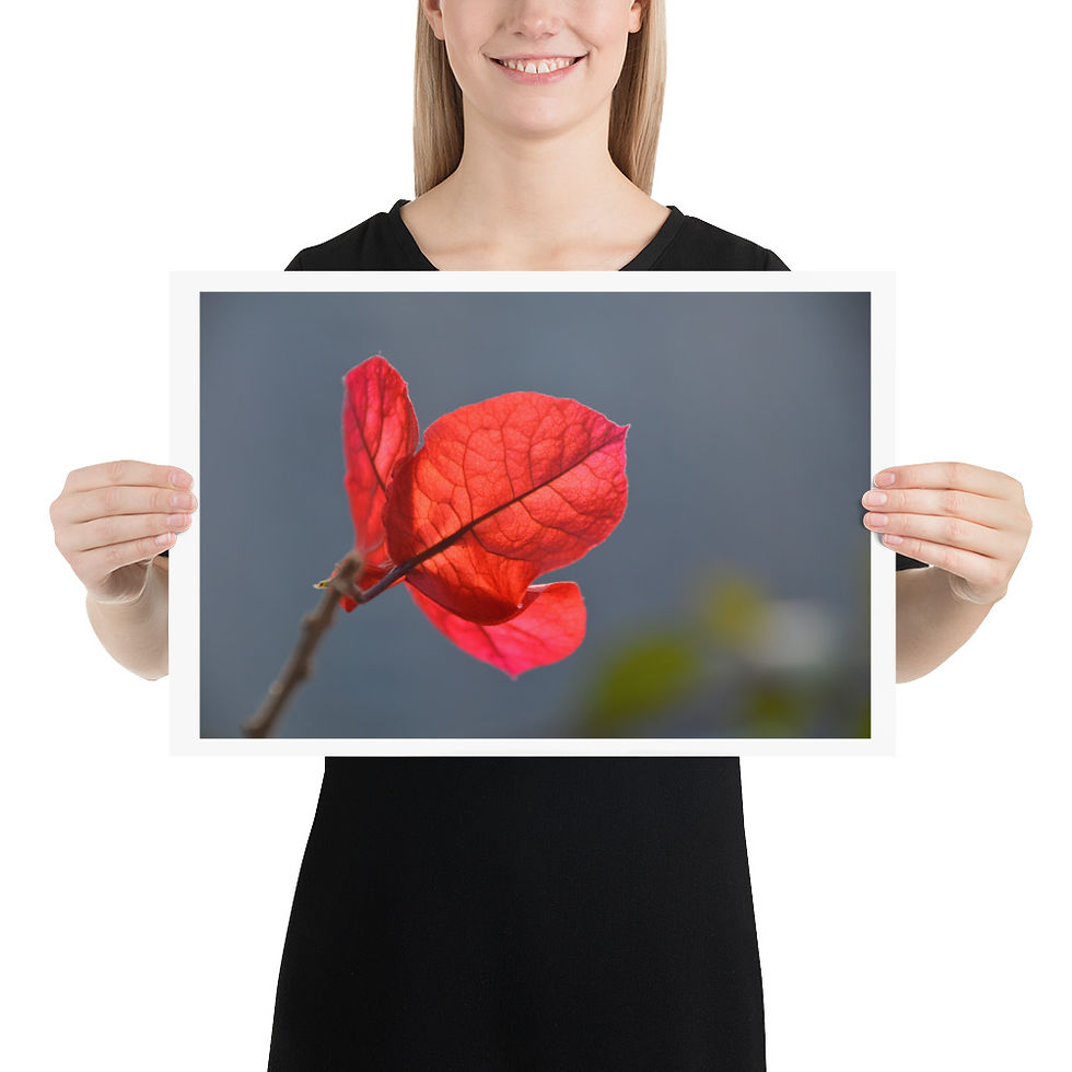 Thumbnail: Red Leaf unframed photograph