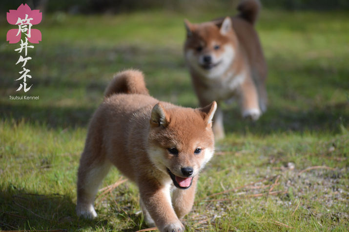cachorro shiba inu jugando