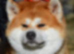 mirada de akita inu macho rojo