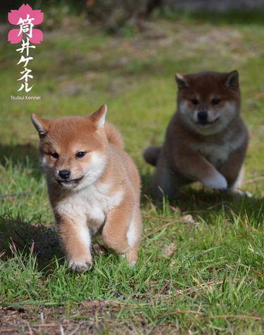 shiba inu japonés