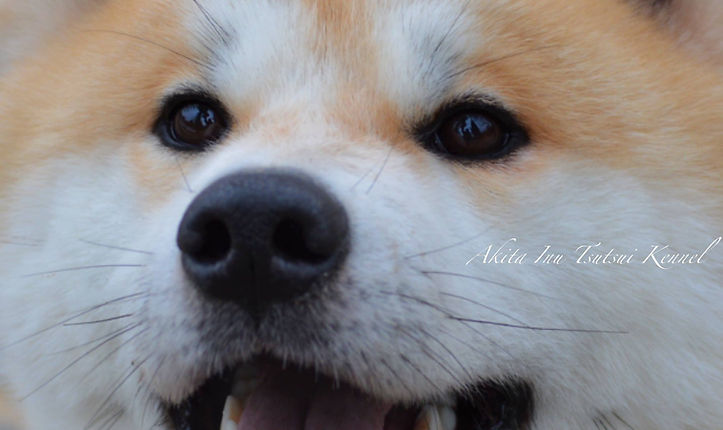 ojos akita inu