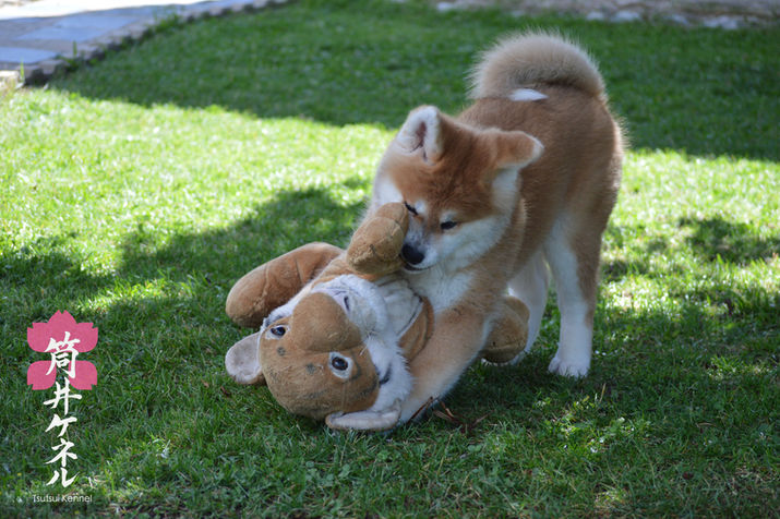 cachorro akita inu jugando