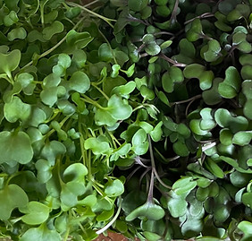 Microgreens