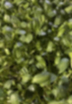 Fresh hydroponic sunflower microgreens grown to order by Tasty Little Leaves in Jacksonville