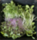 Fresh hydroponic Tasty Mix Match microgreens grown to order by Tasty Little Leaves in Jacksonville