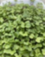 Fresh hydroponic kohlrabi microgreens grown to order by Tasty Little Leaves in Jacksonville