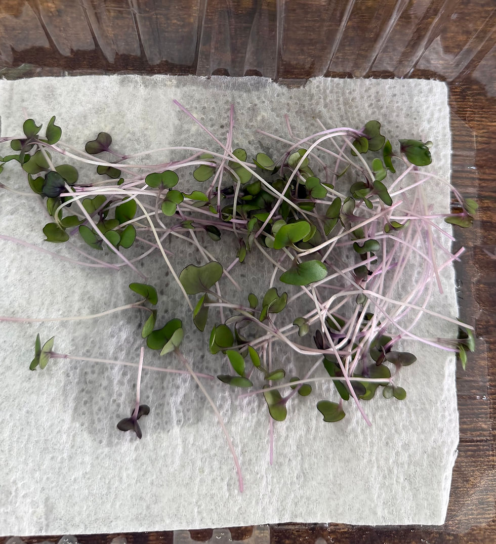Microgreens on a wet paper towel