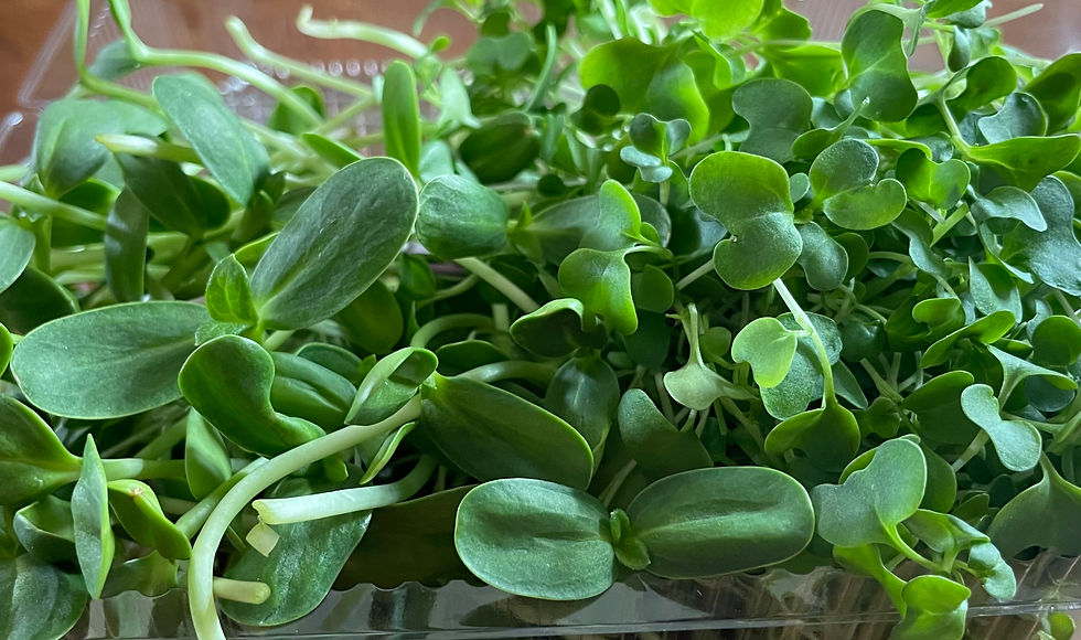 Tasty duo of Sunflower and Broccoli