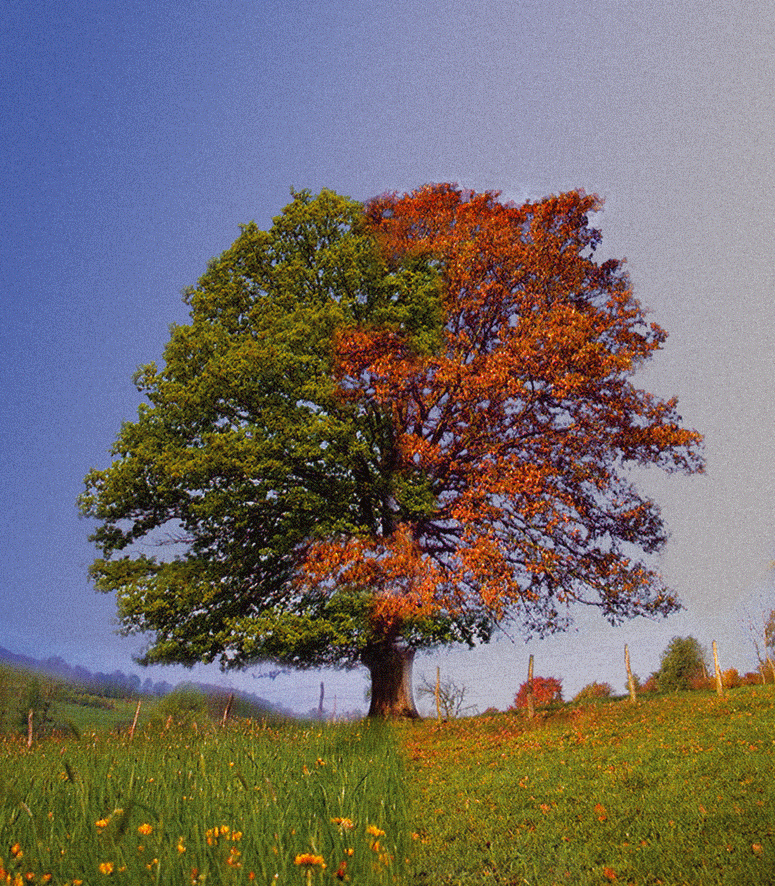 Les Huiles essentielles et les Saisons