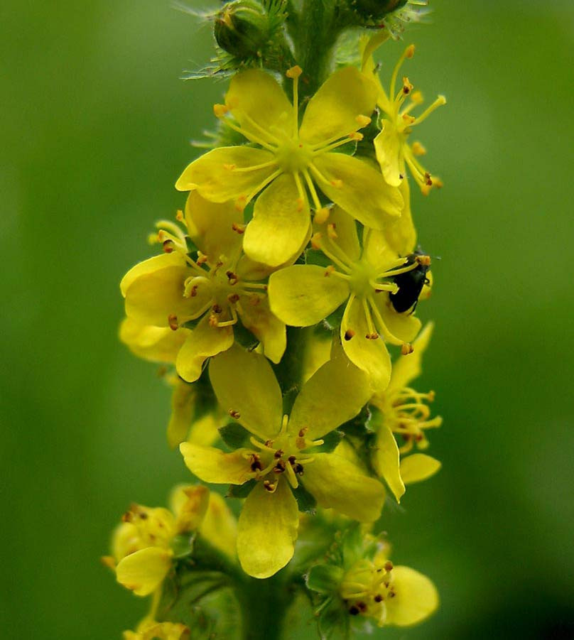 agrimony, aigremoine, fleurs de bach