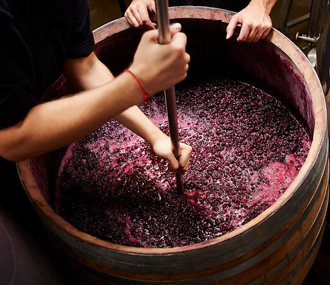 Making wine in barrel, stirring the lees, grapes fermenting