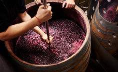 La elaboración del vino