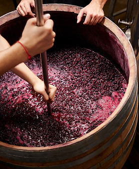 Making Wine