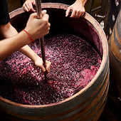 Production of wine