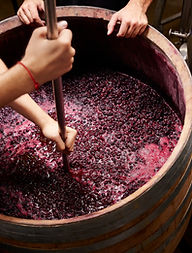 Making Wine