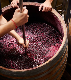 Making Wine
