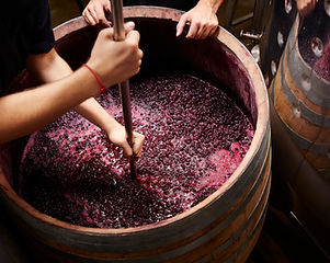 Making Wine