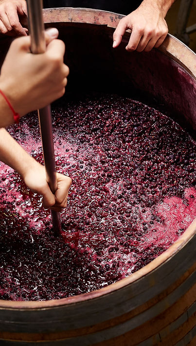Grape Fermentation Process