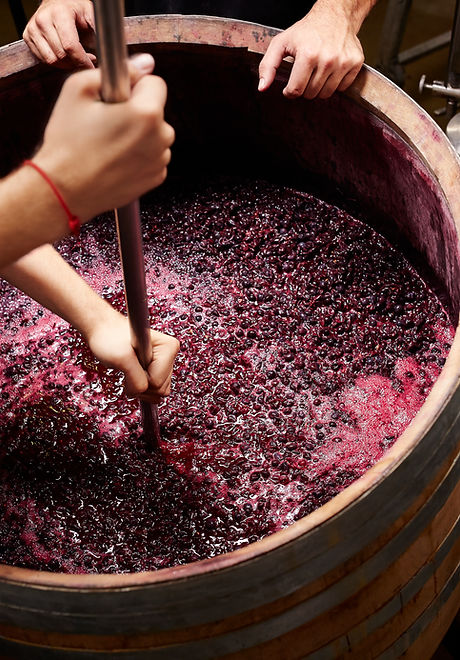 Making Wine
