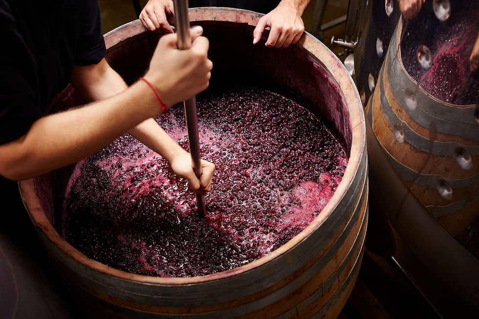 Grape Fermentation Process