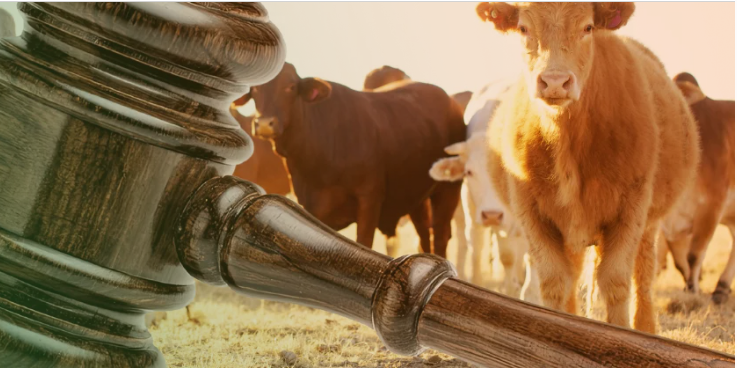 FMD court ruling: Victory not just for livestock farmers, but for the entire civil society