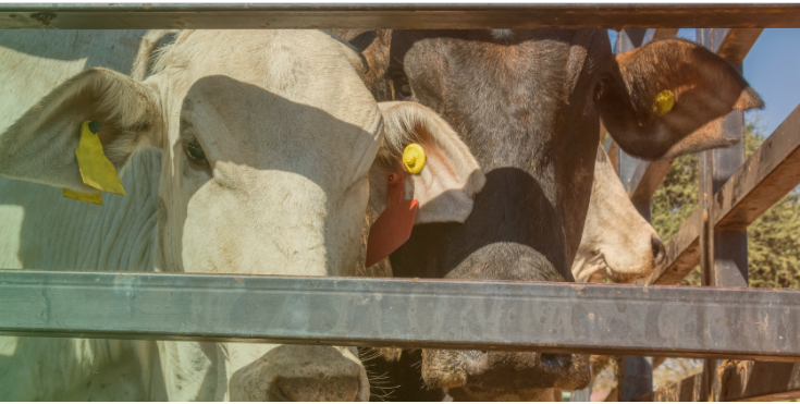 Foot-and-mouth disease: Employ farm watches in livestock movement control to keep “clean” areas clean