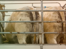 Unregulated and unregistered livestock undermine FMD control in Gauteng