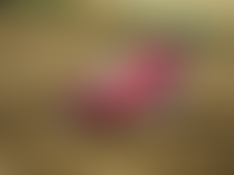 VW Africa Indaba 2026: Ducati South Africa Ignites 2026