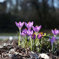 Krokusse im Frühling