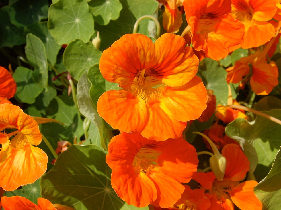 Orange Kapuzinerkresseblüten