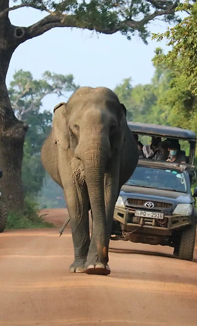 Jeep safari - Yala