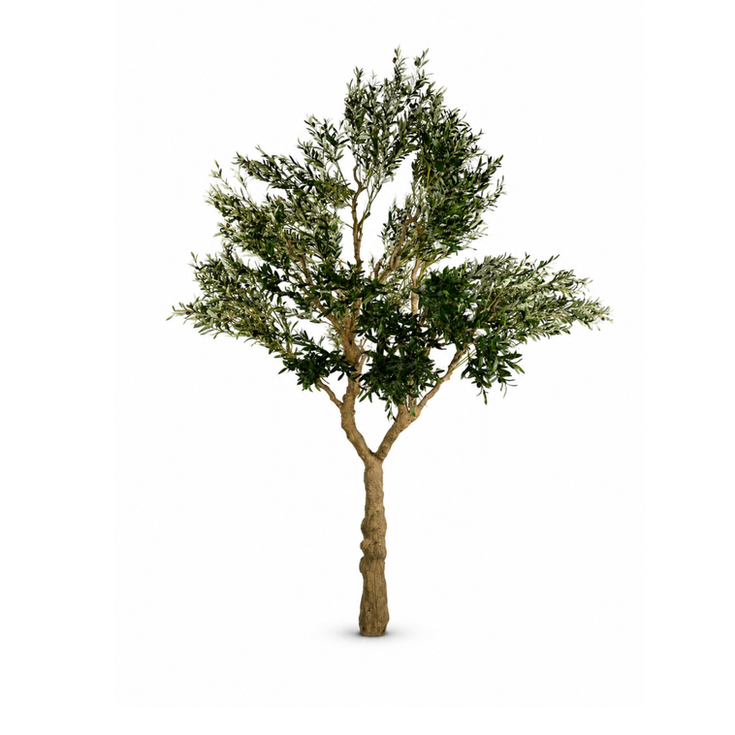 Tuscan Olive Tree event prop with realistic trunk and lush green foliage.