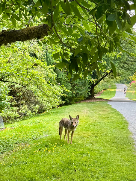 Encounter with a Coyote — A Sonomama Moment