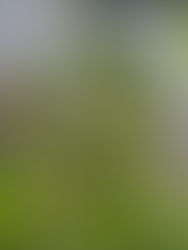 Breaking Free from Escapism: Healing Through Sonomama Meditation (Part 1)