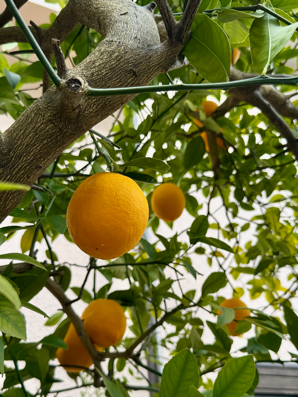 Winter oranges
