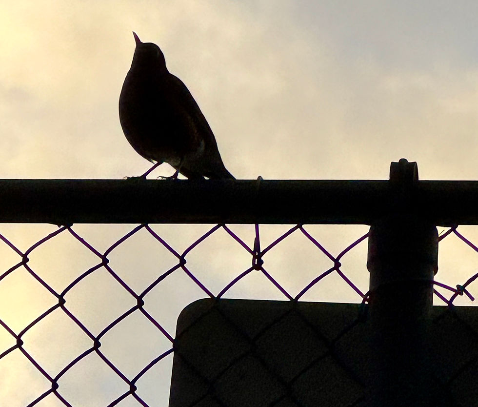 The Ninja’s Hidden Door: Where Our Mind Goes During Meditation