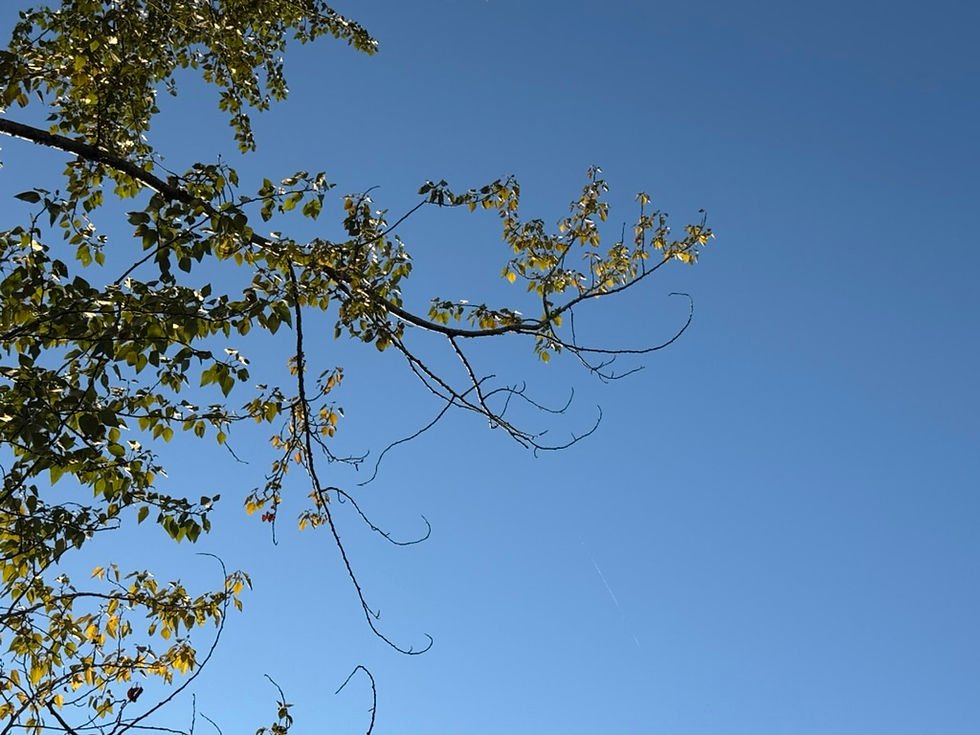 The Art of Resilience: Navigating Change with Emotional Grace