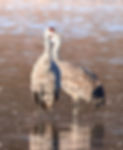 2 cranes overlapping.jpg