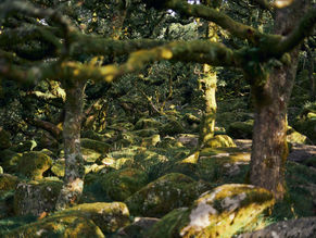 The Magic of Wild Woods - An adventure into the past