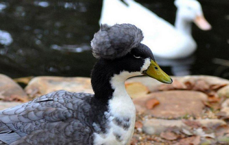 Miniatura: OVO - Pompom Sueco Prata