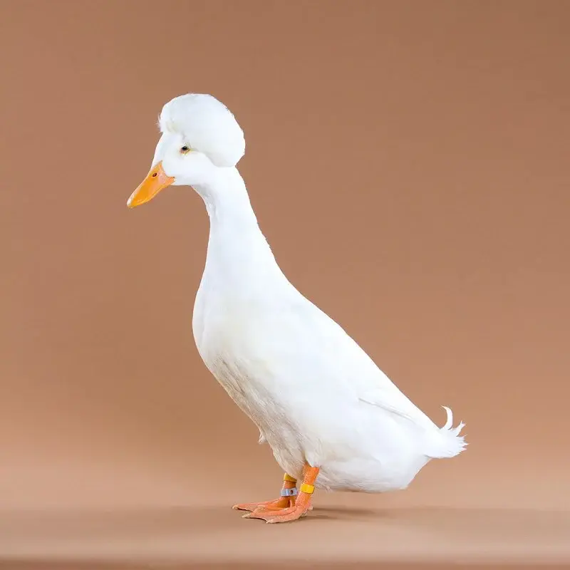 Miniatura: OVO - Marreco Pompom Branco