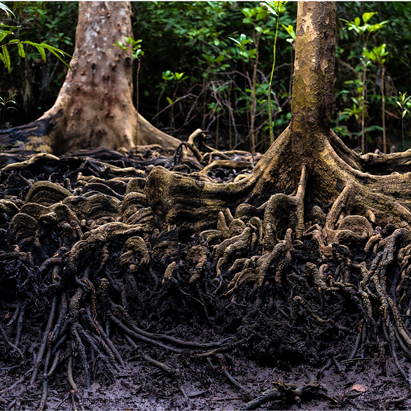 Untitled (Instagram Post).png