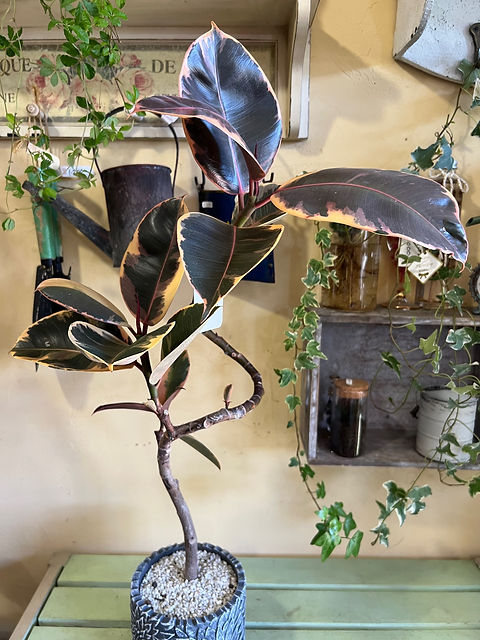 フィカス・ルビー(斑入り) | 花華ショップ