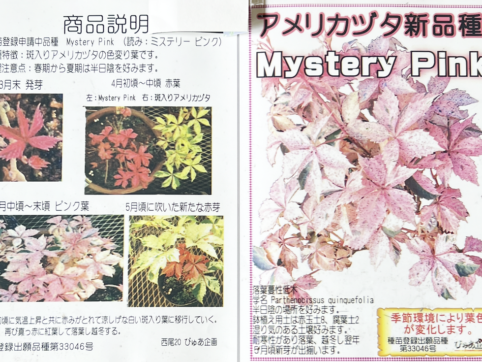 サムネイル： アメリカヅタ ミステリーピンク