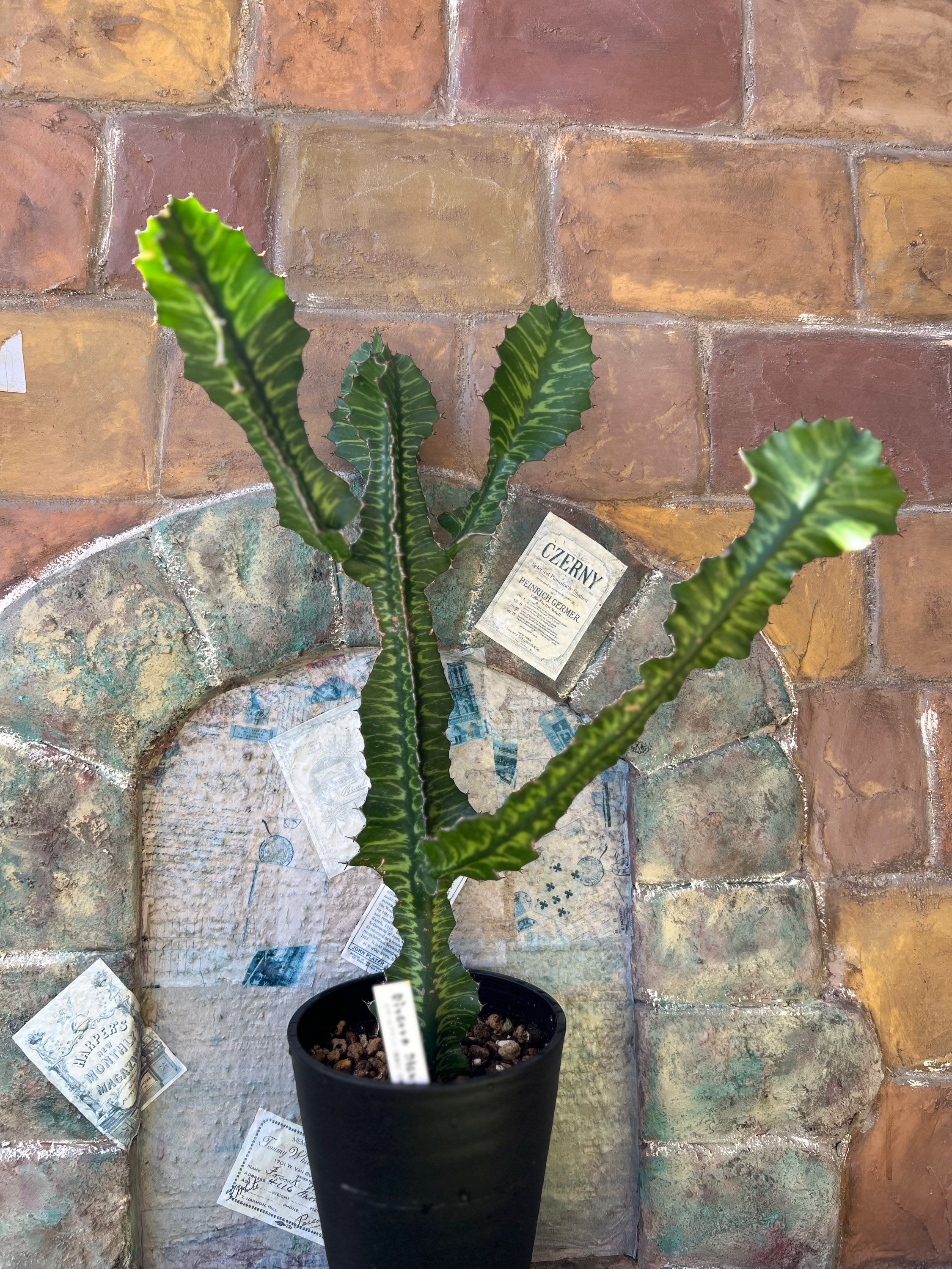 ユーフォルビア・グランディアラーダ(キリンカン麒麟冠）